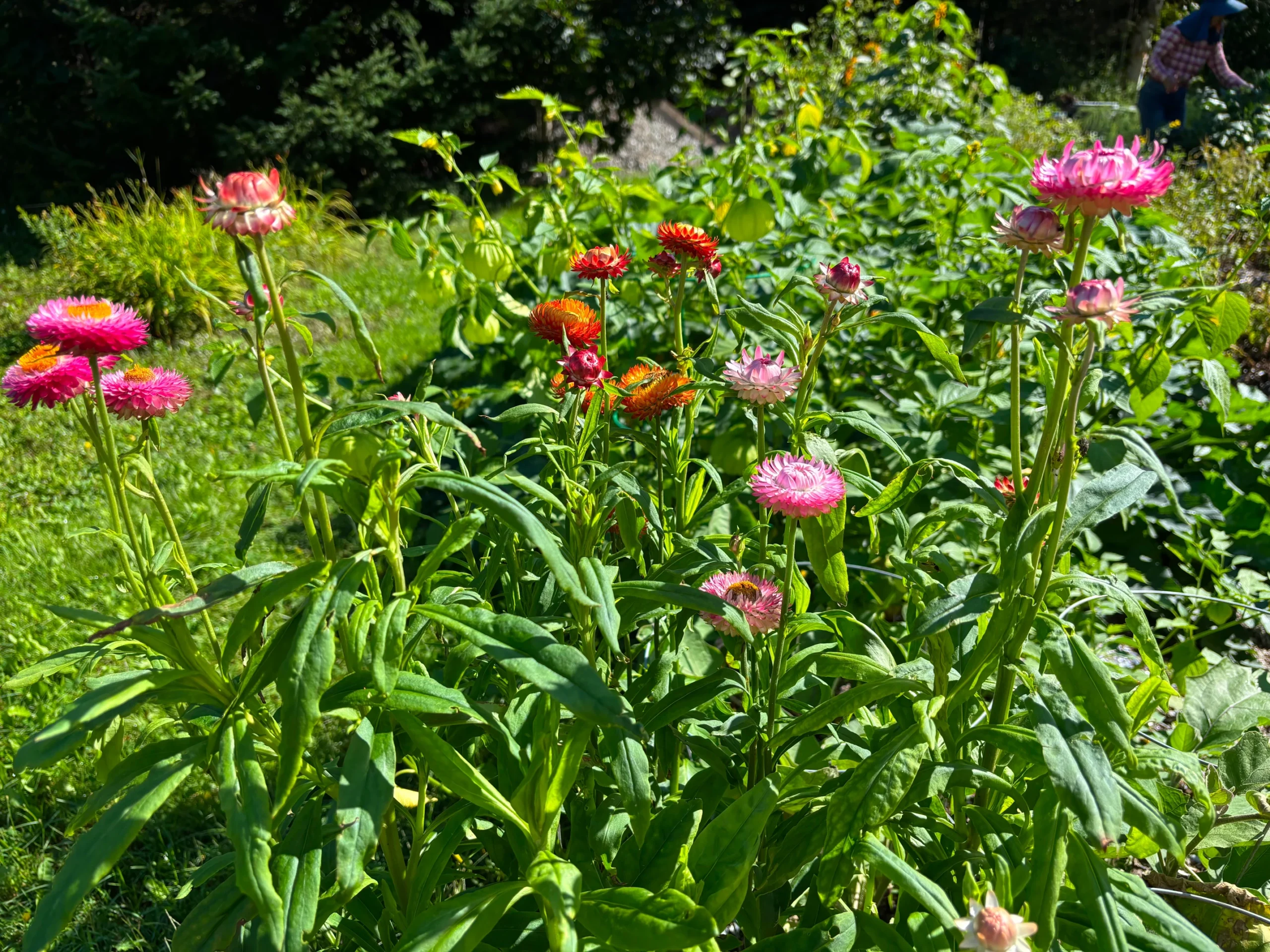 a cluster of colorful strawflowers